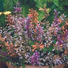 Agastache Fragrant Flower Seed Heirloom Non GMO Planting - 100 for planting in home garden